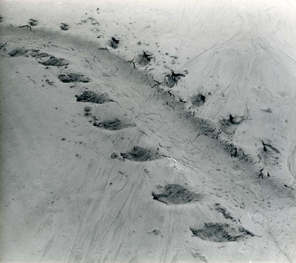 Alfred Ehrhardt, Spur eines Seehundes, 1933-36, Silbergelatineabzug, © Alfred Ehrhardt Stiftung