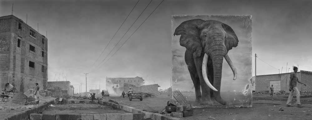 Nick Brandt Inherit the Dust ROAD WITH ELEPHANT