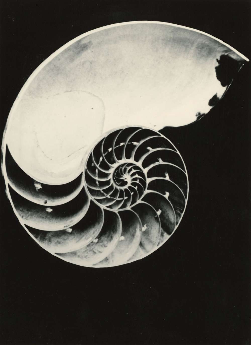 Nautilus Schnecken, Muscheln und andere Mollusken in der Fotografie