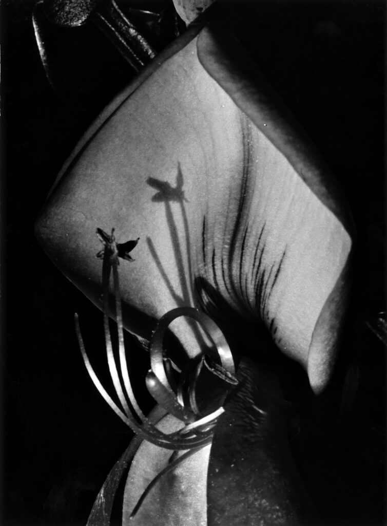 Fred Koch (1904-1947) Sarothamnus scoparius. Leguminosae/Besenginster, Blütenausschnitt, um 1929/30 Silbergelatineabzug auf Barytpapier, 23,0 x 16,8 cm Courtesy Sammlung Rainer Stamm