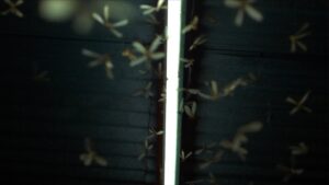 Julius von Bismarck - Grenzen der Intelligenzen