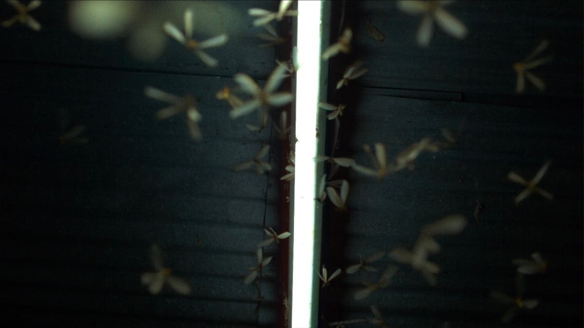 Julius von Bismarck - Grenzen der Intelligenzen