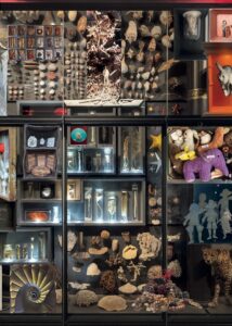 Die Wunderkammer der Anderen - Le Cabinet des Curiosités des Autres