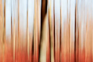 Dieter Matthes: METAMORPHOSEN DER WIRKLICHKEIT