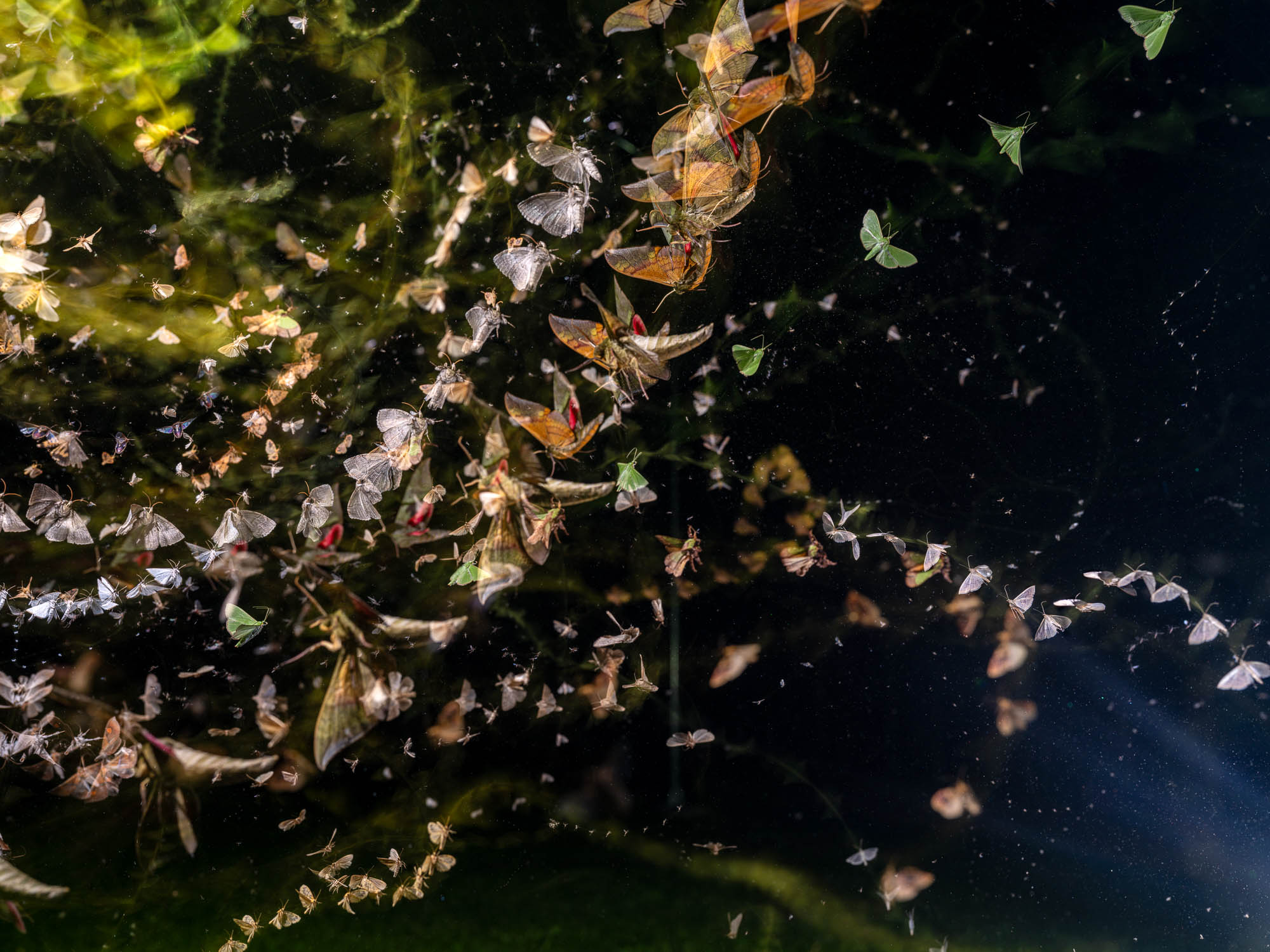 Bernhard Schurian, Nachtschärmer bei Galerie Gesellschaft