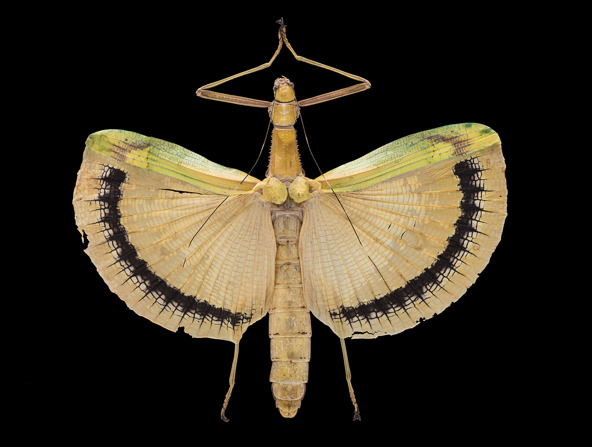 Bernhard Schurian, Nachtschärmer bei Galerie Gesellschaft