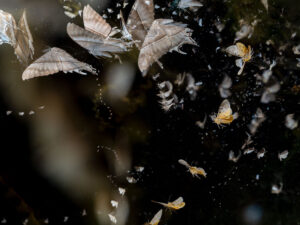 Nachtschwärmer - Fotografien von Bernhard Schurian