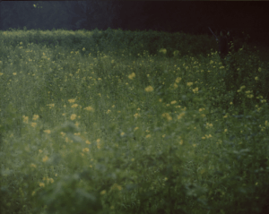 Martina Hoogland Ivanow - Shadow Works, Living the Dream